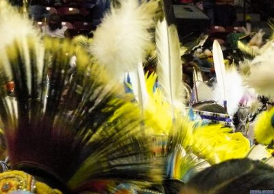 feathers from headdresses